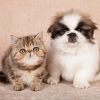 Cute cat and dog