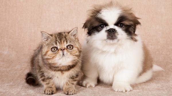 Cute cat and dog
