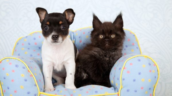 Puppy and Kitten