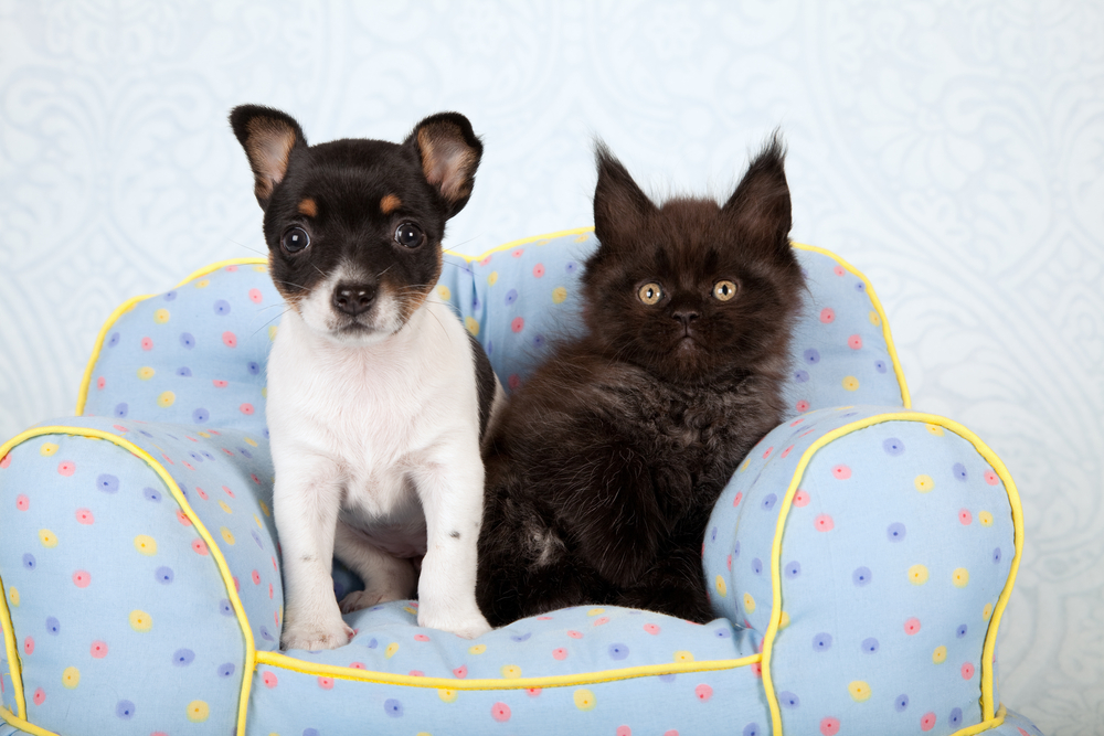 Puppy and Kitten