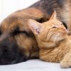 cat and dog sleeping together