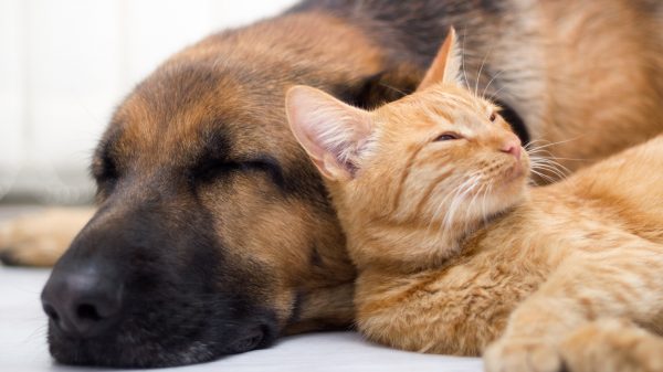 cat and dog sleeping together