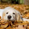 GR Golden Retriever puppy lying in Autumn Fall leaves
