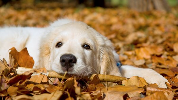 GR Golden Retriever puppy lying in Autumn Fall leaves