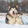 alaskan malamute