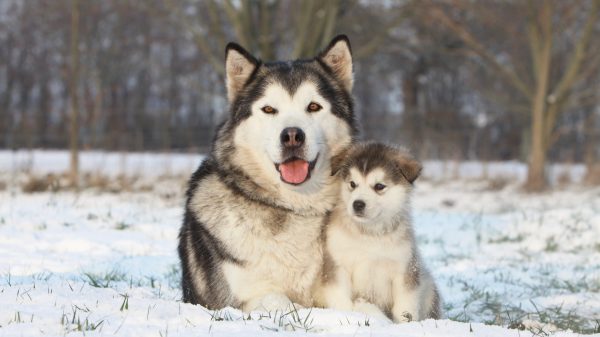 alaskan malamute