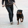 Rottweiler and master walk with a leash