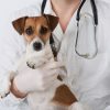 Vet and dog