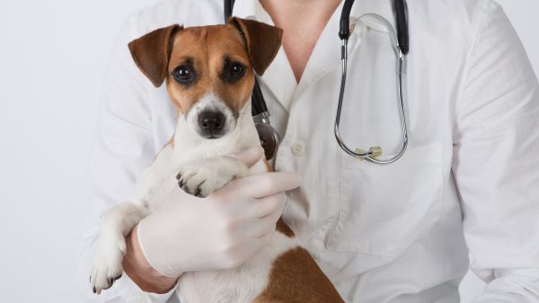 Vet and dog