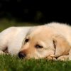 Golden Puppy