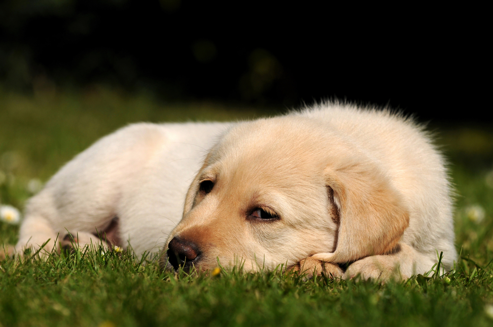 Golden Puppy