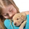 Girl holding a golden retriever pup