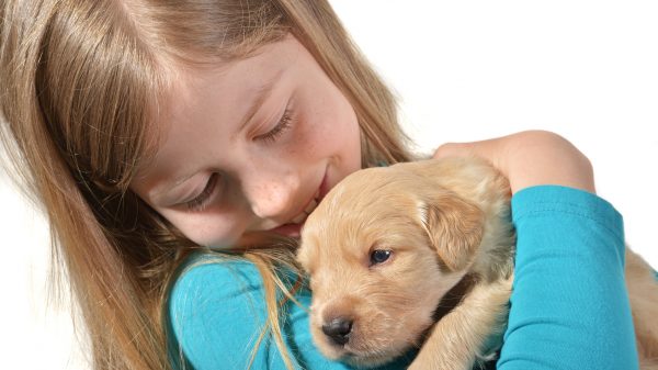 Girl holding a golden retriever pup