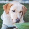 labrador-retriever