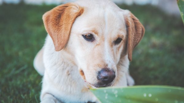 labrador-retriever