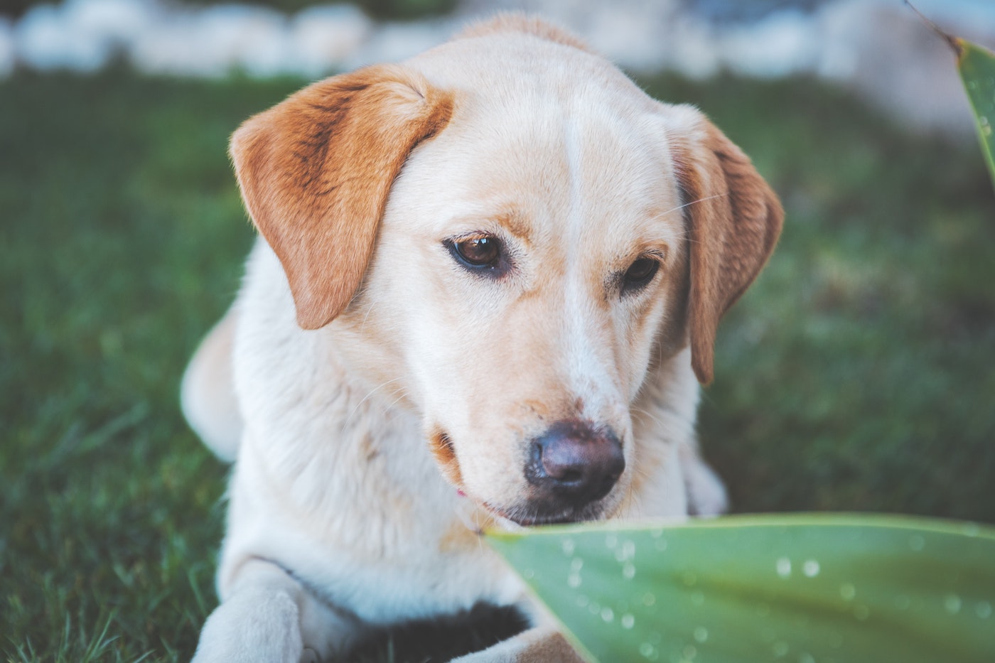 labrador-retriever