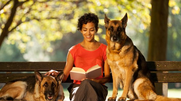 Woman is sitting on a bench with two german shepherds