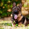 german shepherd dog outdoors