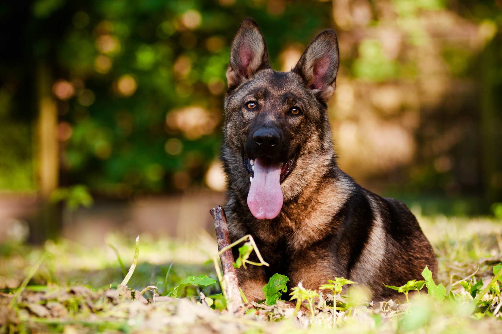 german shepherd dog outdoors