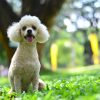 Poodle