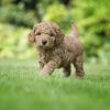 Puppy Poodle