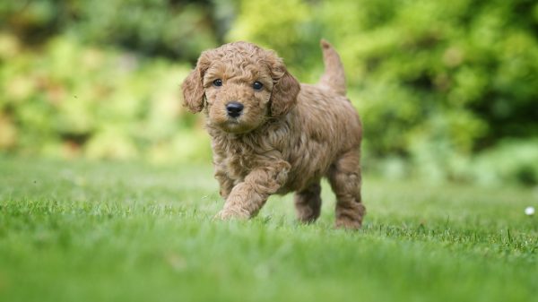 Puppy Poodle