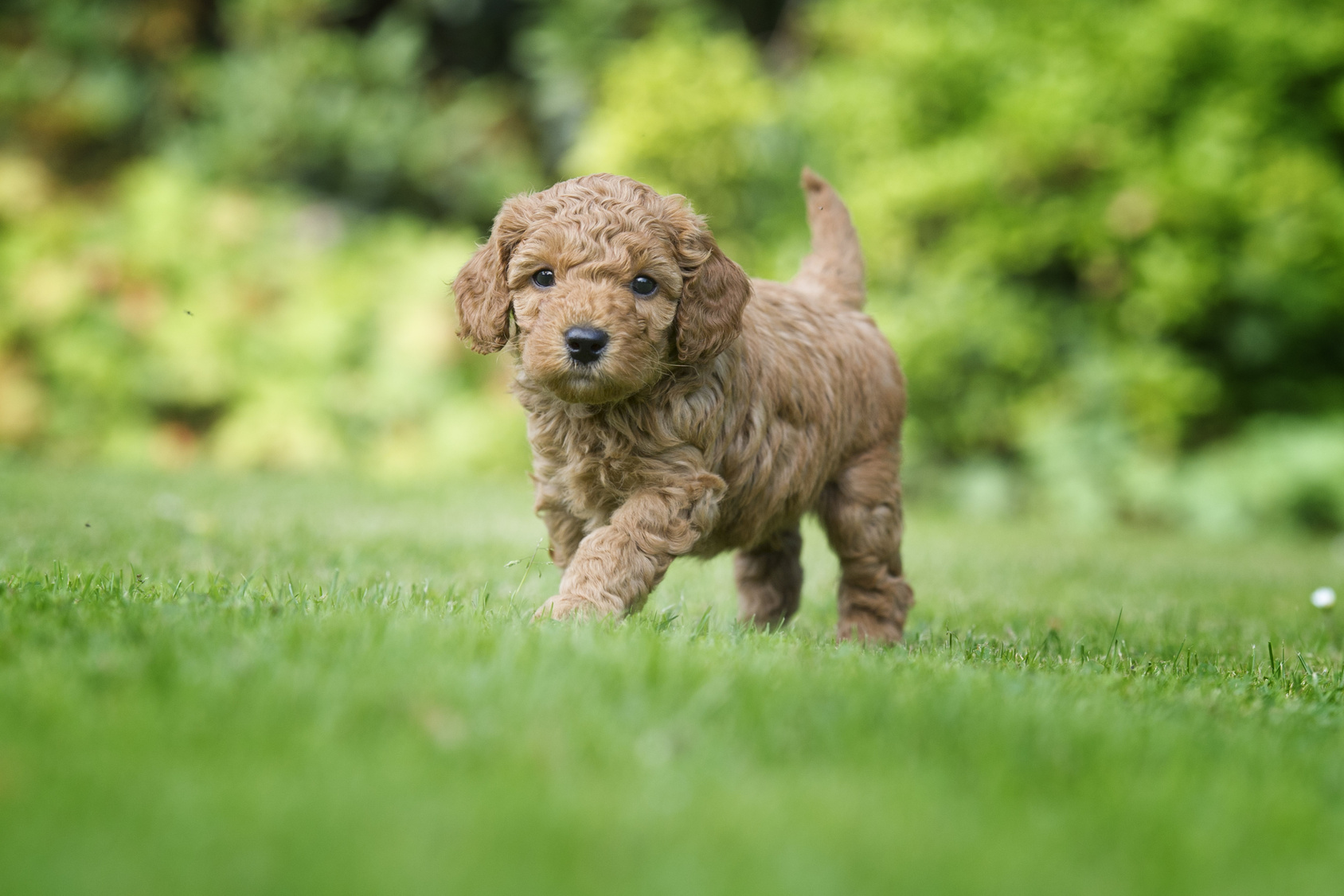Puppy Poodle