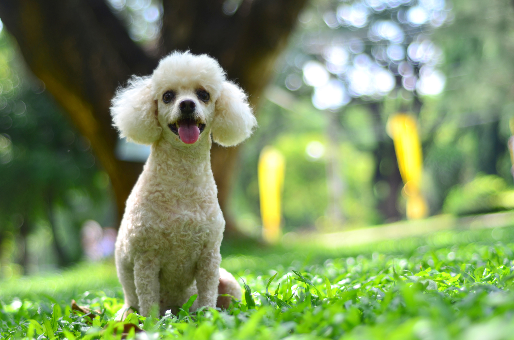 Poodle