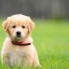 Puppy Tips