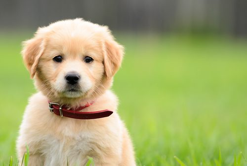 Puppy Tips