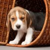 Beagle in basket