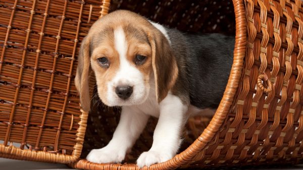 Beagle in basket