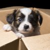 Papillon puppy in a carton box