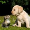 Popular names for dog and cats.