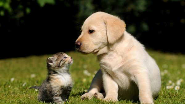 Dog and Cat