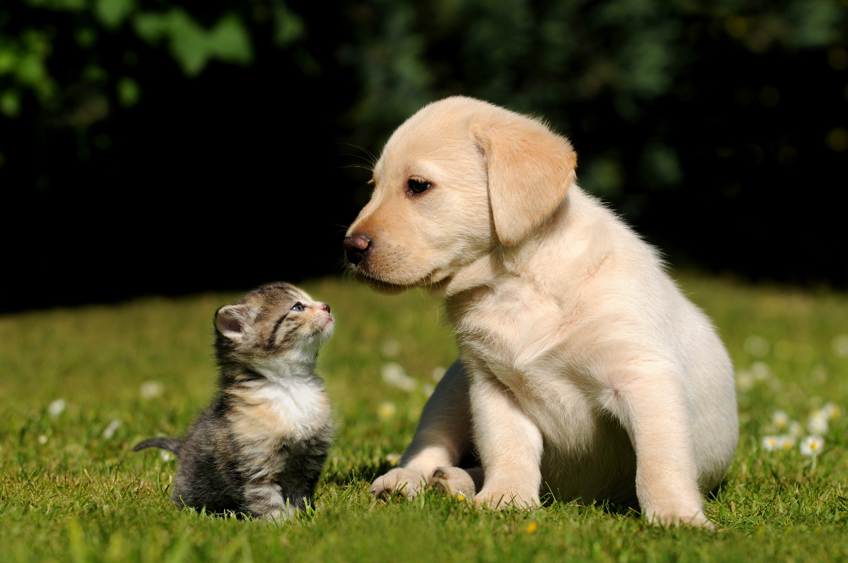Dog and Cat
