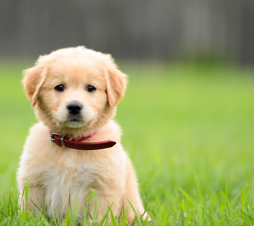 Puppy Tips