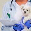 Virtual vet
