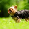 Yorkshire Terrier Dog