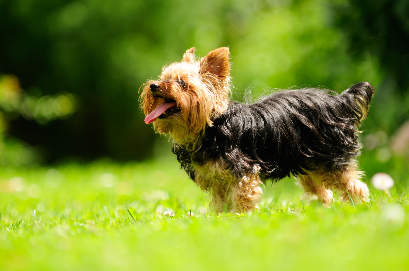 Yorkshire Terrier Dog