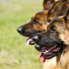 Shepherd Dogs