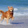 Dog running on beach with activity tracker