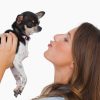 Happy woman looking at her chihuahua on white background