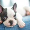Baby Puppy