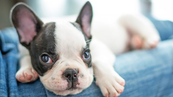 Baby Puppy