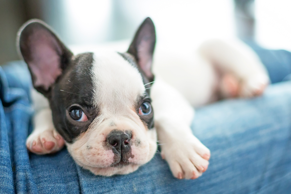 Baby Puppy