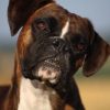 Boxer