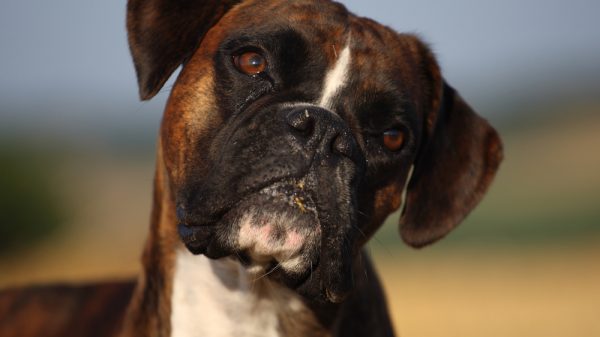 Boxer