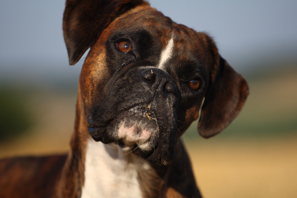 Boxer