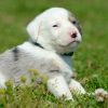 Bull Puppy